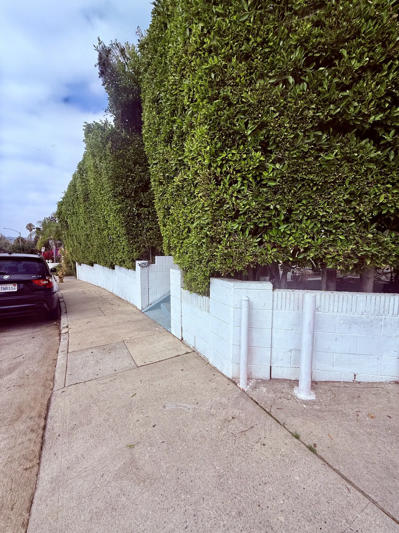 Street — privacy hedge